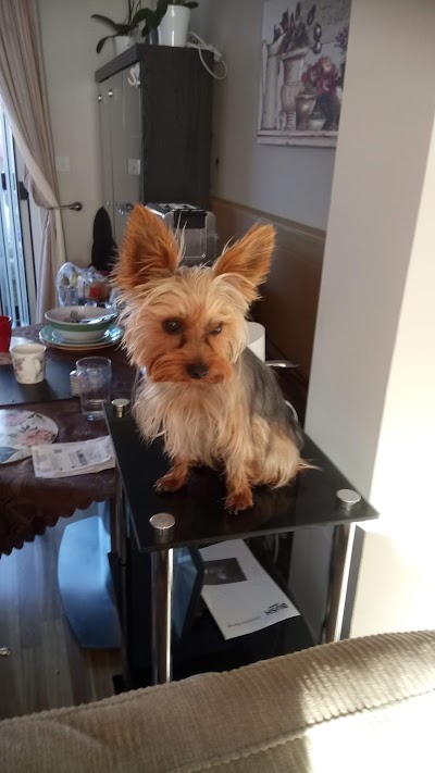 Photo associated with BOS DOGS