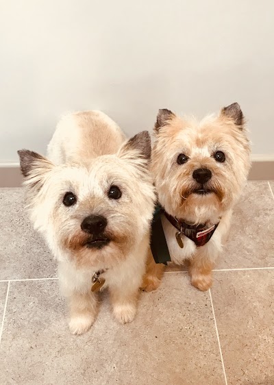 Photo associated with The Dog Room