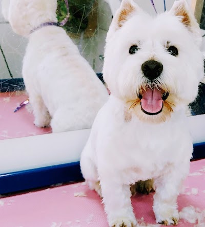 Photo associated with Dog Grooming By Sarah Mobile Spa