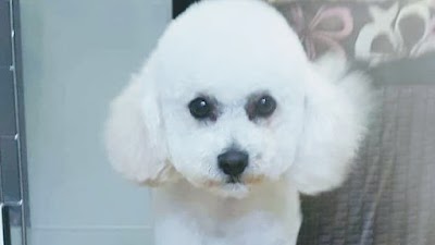 Photo associated with Dog Grooming By Sarah Mobile Spa