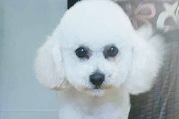 Photo associated with Dog Grooming By Sarah Mobile Spa