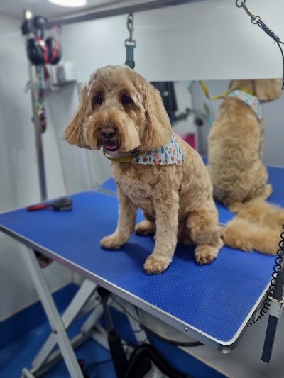 Photo associated with Pawfection mobile dog grooming service