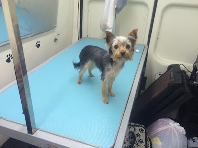 Photo associated with Pawfection mobile dog grooming service
