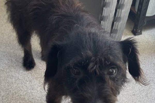Photo associated with 11场Poochies Dog Groomers