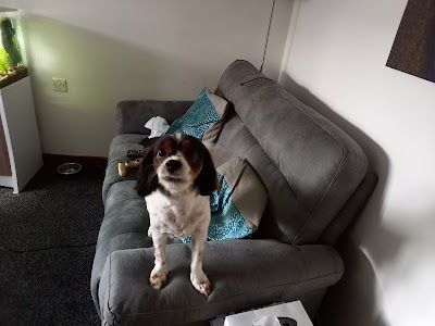 Photo associated with LC Pet Grooming