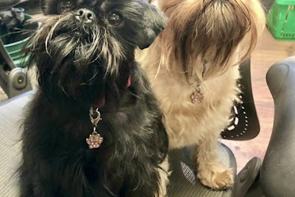 Photo associated with LC Pet Grooming