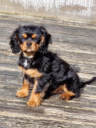 Photo associated with LC Pet Grooming