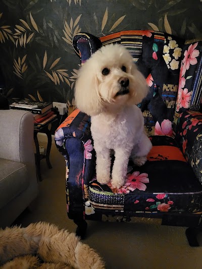 Photo associated with Worcester dog groomer. Absolutely Furbulous holistic grooming