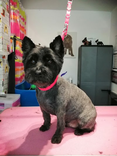 Photo associated with Worcester dog groomer. Absolutely Furbulous holistic grooming