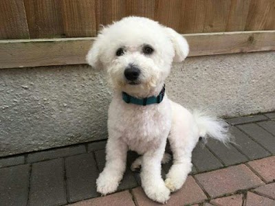 Photo associated with Worcester dog groomer. Absolutely Furbulous holistic grooming