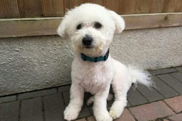 Photo associated with Worcester dog groomer. Absolutely Furbulous holistic grooming