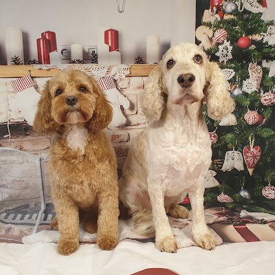 Photo associated with Wetwoofies Dog Grooming Bromsgrove