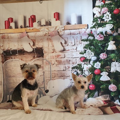 Photo associated with Wetwoofies Dog Grooming Bromsgrove