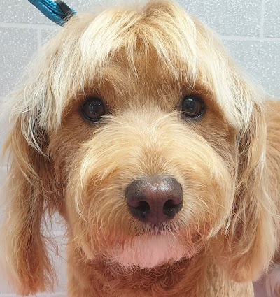 Photo associated with Wetwoofies Dog Grooming Bromsgrove