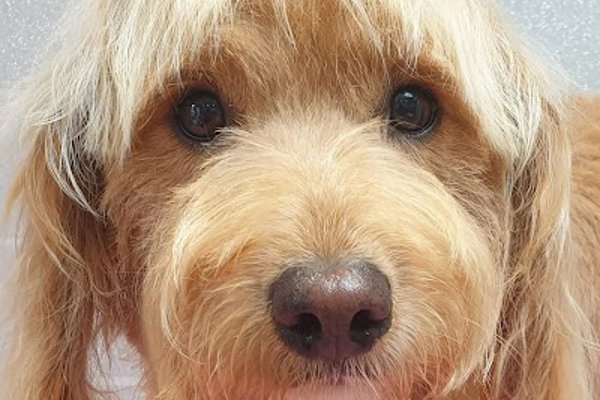 Photo associated with Wetwoofies Dog Grooming Bromsgrove