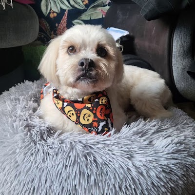 Photo associated with GlamDog Anna’s Grooming