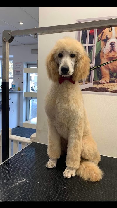 Photo associated with GlamDog Anna’s Grooming