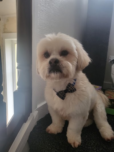 Photo associated with GlamDog Anna’s Grooming