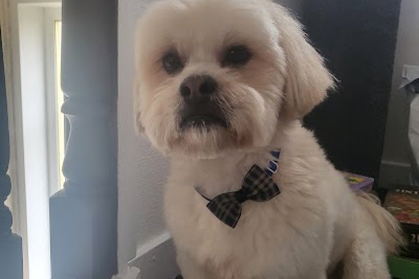 Photo associated with GlamDog Anna’s Grooming