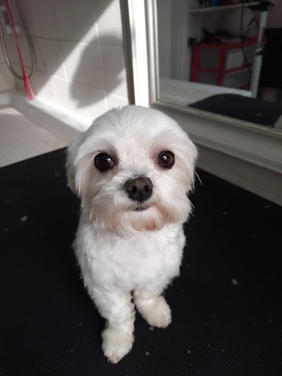 Photo associated with Croxteth Park Dog Groomers
