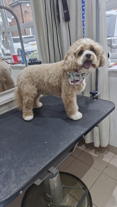 Photo associated with Croxteth Park Dog Groomers