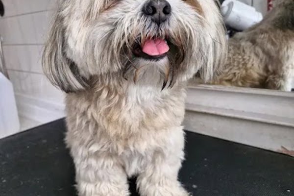 Photo associated with Croxteth Park Dog Groomers