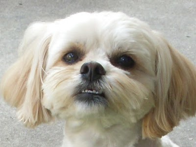 Photo associated with Smart Paws