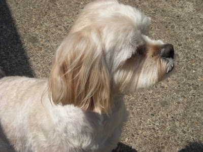 Photo associated with Smart Paws