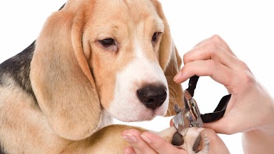 Photo associated with Smart Paws