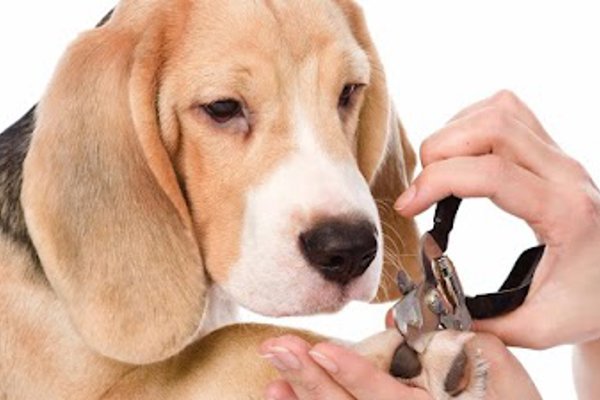 Photo associated with Smart Paws