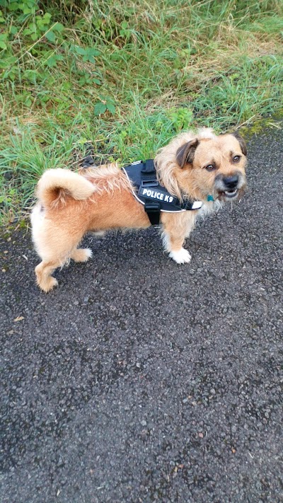 Photo associated with Top Dogs Alloa