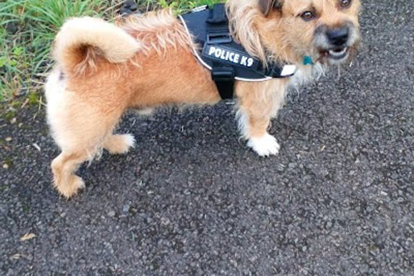 Photo associated with Top Dogs Alloa