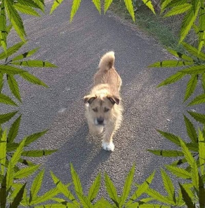 Photo associated with Top Dogs Alloa
