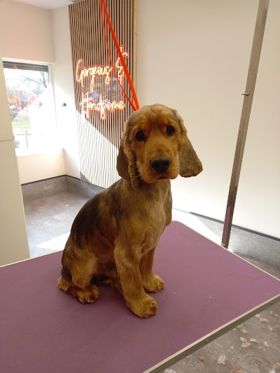 Photo associated with Gorgeous & Handsome Hounds Sunderland