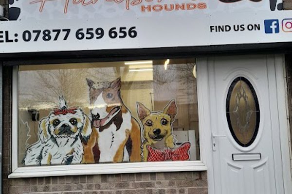 Photo associated with Gorgeous & Handsome Hounds Sunderland