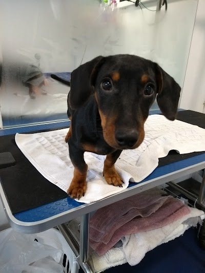 Photo associated with Happy Four Paws Dog Grooming