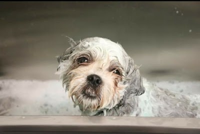 Photo associated with Pretty little paws
