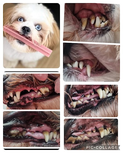 Photo associated with Pretty little paws