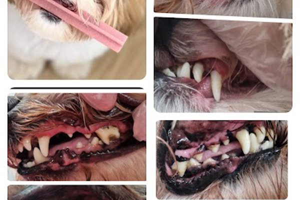 Photo associated with Pretty little paws