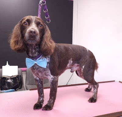 Photo associated with Woof & Ready Dog Grooming and Pet Services Ltd