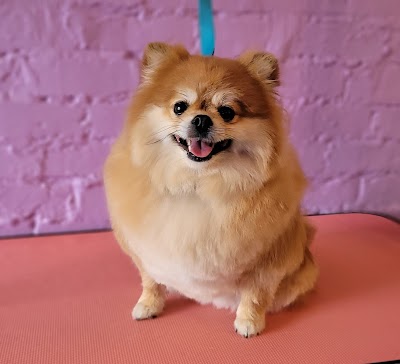 Photo associated with Linby Dog Grooming Ltd