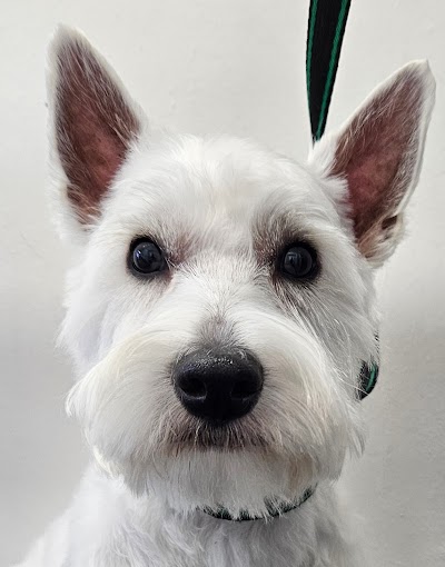 Photo associated with Nose To Tail Dog Grooming