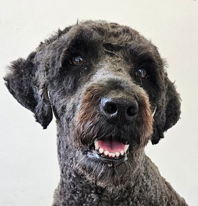 Photo associated with Nose To Tail Dog Grooming