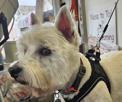 Photo associated with Nose To Tail Dog Grooming