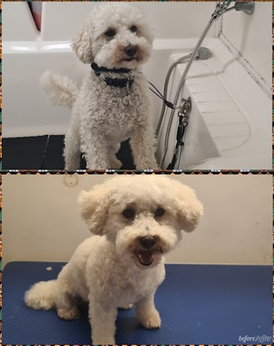 Photo associated with Pooches Pawfection Mobile Dog Grooming And Pet Services
