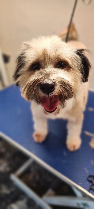 Photo associated with Pooches Pawfection Mobile Dog Grooming And Pet Services