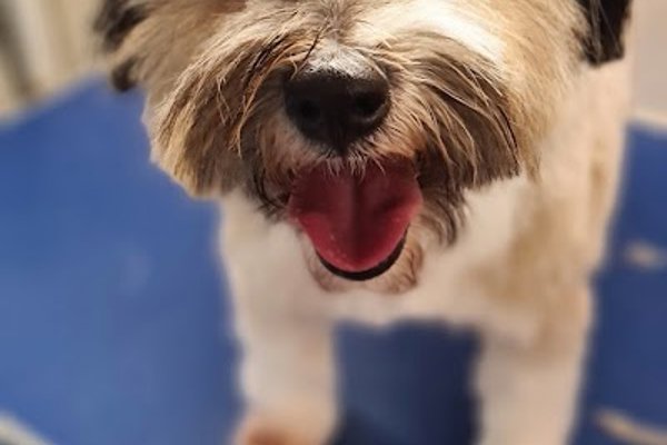 Photo associated with Pooches Pawfection Mobile Dog Grooming And Pet Services