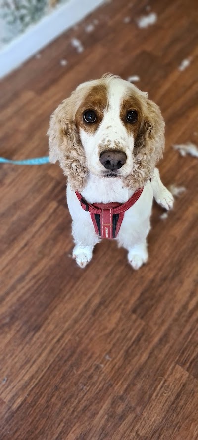 Photo associated with Pooches Pawfection Mobile Dog Grooming And Pet Services