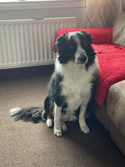 Photo associated with Bobtails Dog Grooming