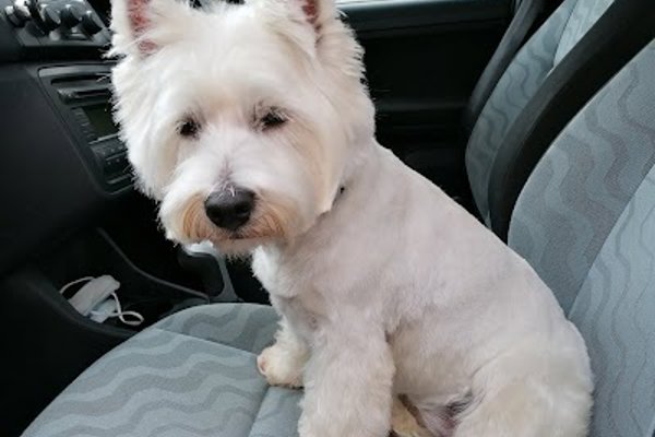 Photo associated with Bobtails Dog Grooming